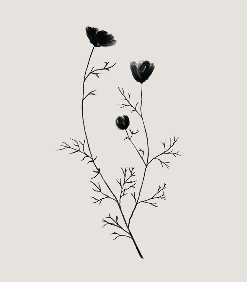 Herbarij 8 - Slika 3