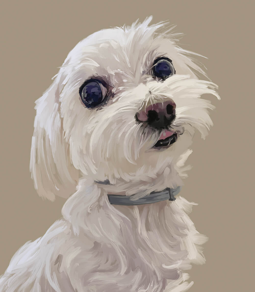 pets6